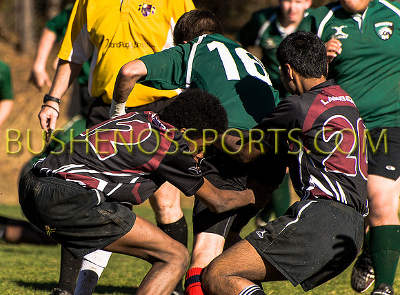 bushenosWalLamRugB022413-3358