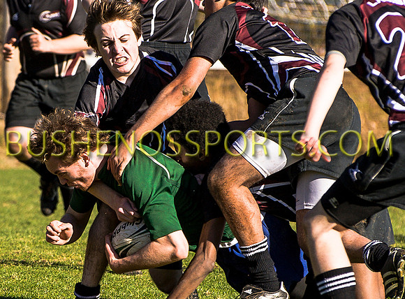 bushenosWalLamRugB022413-3383