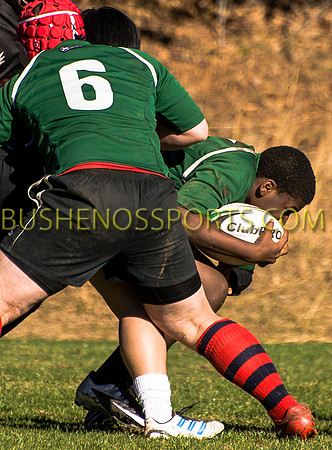 bushenosWalLamRugB022413-3352