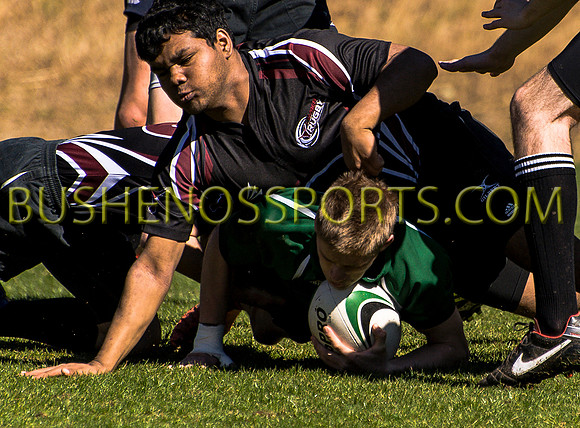 bushenosWalLamRugA022413-2816