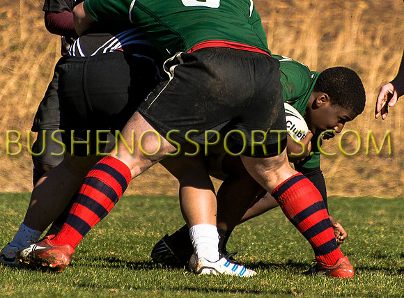 bushenosWalLamRugB022413-3351