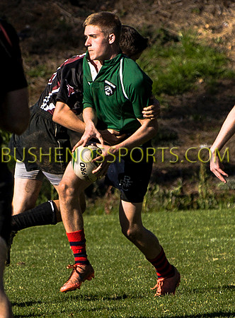 bushenosWalLamRugB022413-3374