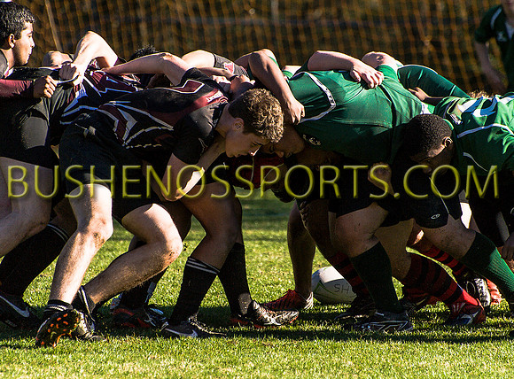 bushenosWalLamRugB022413-3396