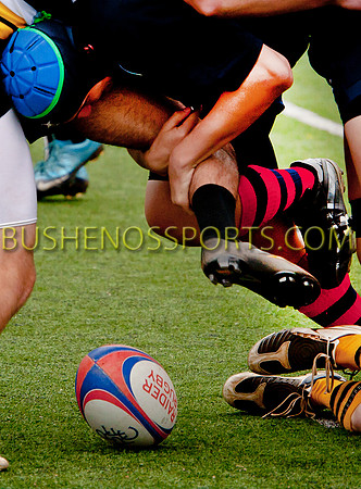 bushenosRugTenn21812-3692