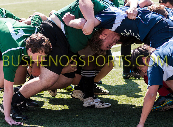 bushenos15sRug41412-2821