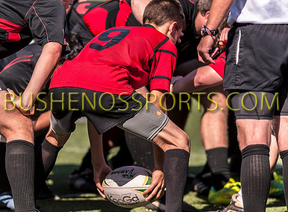 bushenos15sRug41412-0035