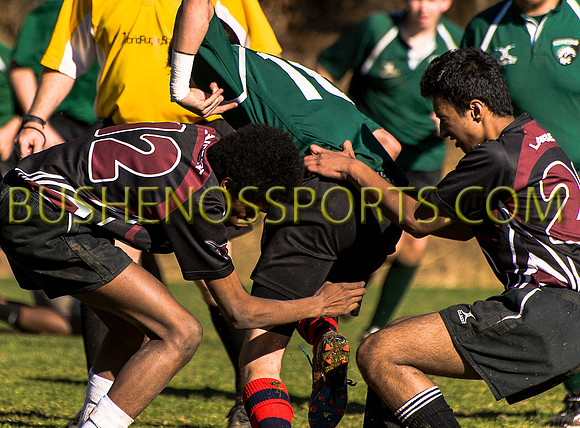 bushenosWalLamRugB022413-3357