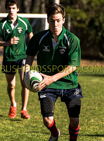 bushenosWalLamRugB022413-3386