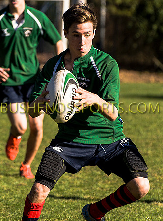 bushenosWalLamRugB022413-3387